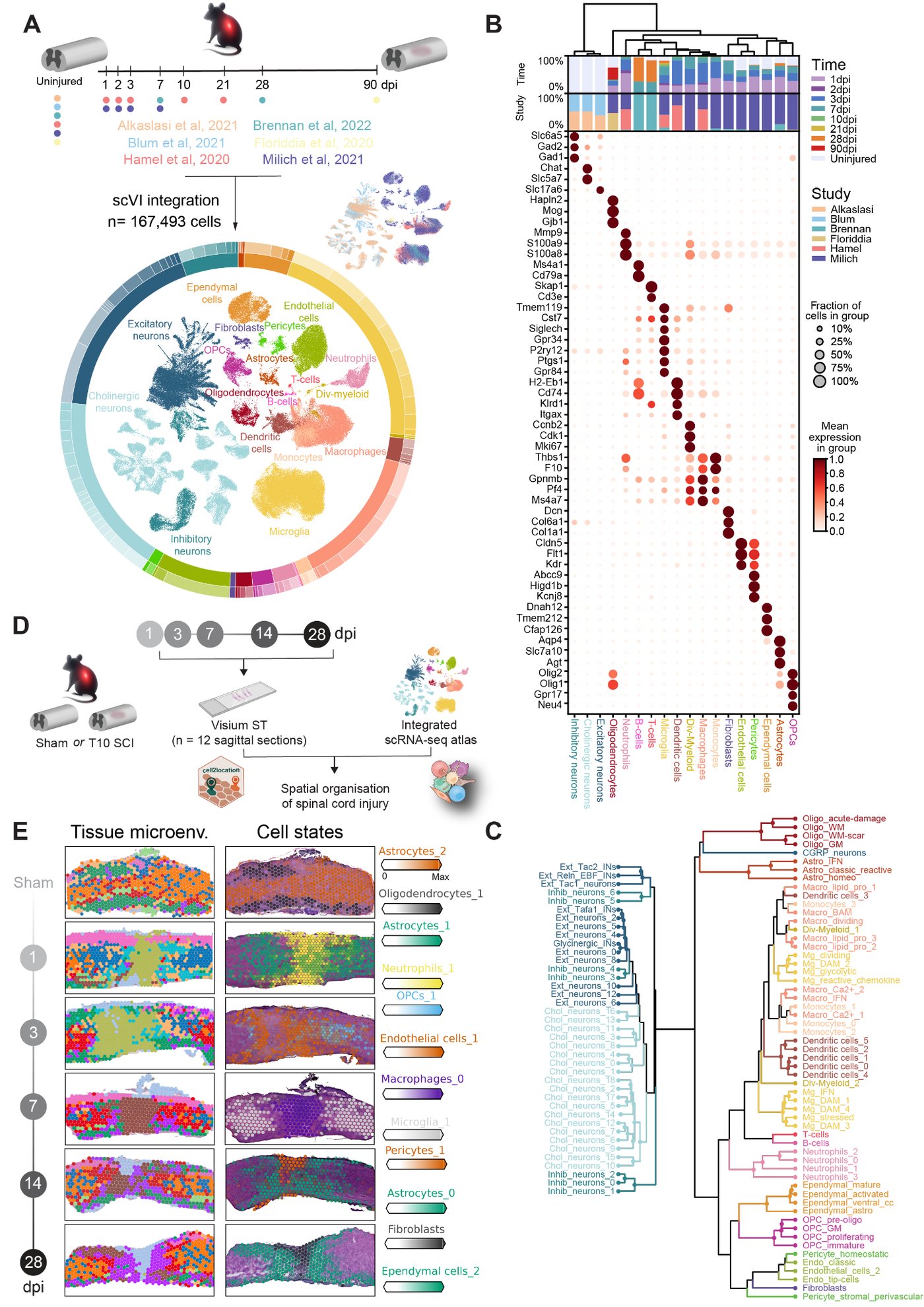 SCI-Atlas overview: integrated single-cell and spatial transcriptomic atlas of spinal cord injury